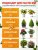 Гель укоренитель для клонирования DR.ROOT 50мл. Orange Tree